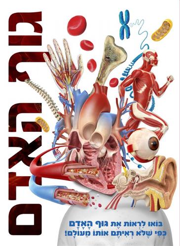 Тело человека | גוף האדם