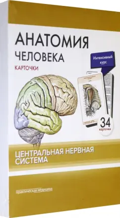 Сапин, Николенко, Тимофеева: Анатомия человека. Центральная нервная система. Карточки (34 шт)