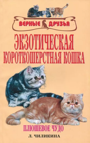 Людмила Чиликина: Экзотическая короткошерстная кошка. Плюшевое чудо