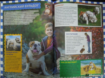 Собаки и щенки