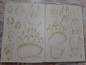 Хольгер Хааг: Лесные животные в натуральную величину