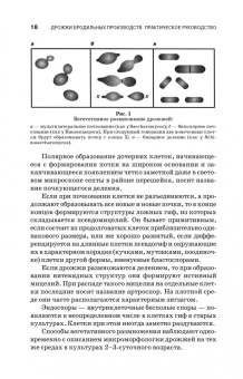 Геннадий Качмазов: Дрожжи бродильных производств. Практическое руководство. Учебное пособие