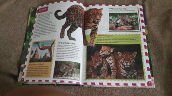 Джунгли. Животные и птицы