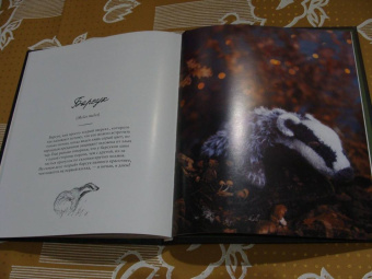 Клэр Гарланд: Лесные жители, связанные на спицах. 12 реалистичных игрушек