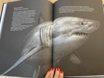 Бен Ротери: Океан и его обитатели