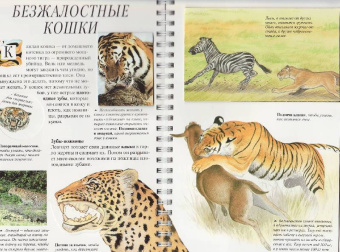 Джон Вудвард: Дискавери:  Акулы и другие хищники