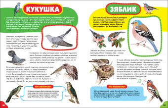Анна Забирова: Птицы для самых маленьких