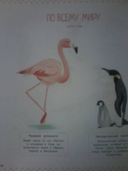 Натали Торджман: Птицы