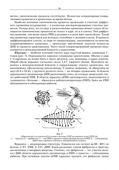 Сидорова, Панов, Семак: Морфология сельскохозяйственных животных. Анатомия и гистология с основами цитологии и эмбриологии