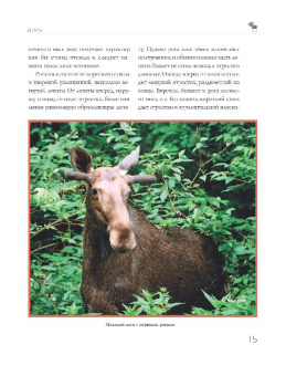 Олег Малов: Охота на парнокопытных