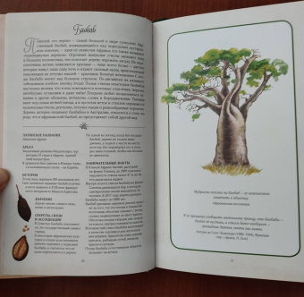 Джилл Дэвис: Тайный язык деревьев