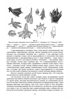 Анатолий Суворов: Основы полевых наблюдений. Полевое следопытство. Учебник для ВУЗов