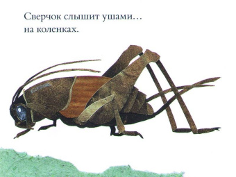 Дженкинс, Пейдж: Про хвосты, носы и уши. Интересные факты о животных