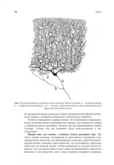 Сантьяго Рамон-и-Кахаль: Гистология нервной системы человека и позвоночных