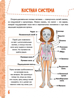 Попова, Пирожник: Тело человека