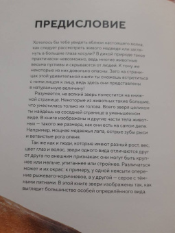 Хольгер Хааг: Лесные животные в натуральную величину