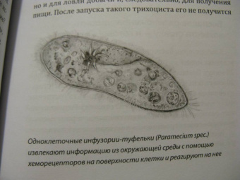 Мадлен Циге: В лесу никто не молчит. Как животные и растения общаются друг с другом