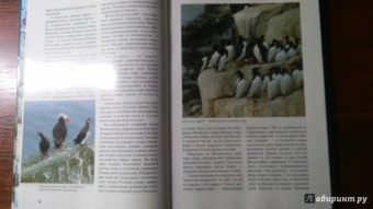 Михаил Жилин: Птичьи базары