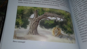 Владислав Щербак: Хочу знать. Львы