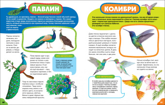 Анна Забирова: Птицы для самых маленьких