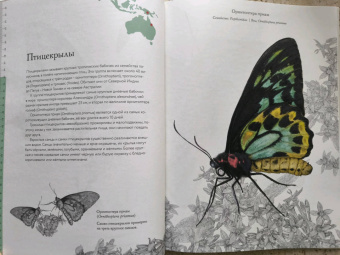 Бен Ротери: Загадочный мир бабочек