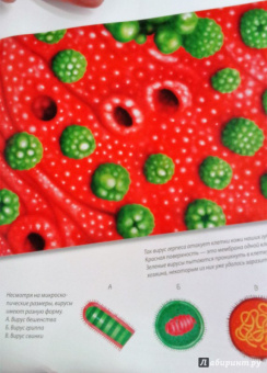 Боэрле, Ланда: Путешествие в мир клетки. Нескучная наука