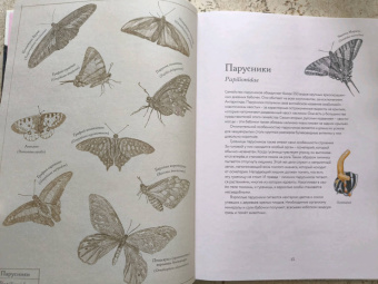 Бен Ротери: Загадочный мир бабочек