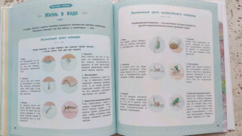 Натали Торджман: Насекомые и другие маленькие животные