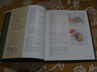 Клэр Гарланд: Лесные жители, связанные на спицах. 12 реалистичных игрушек