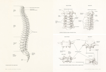 Роберто Ости: Основы анатомии человека. Наглядное руководство для художников