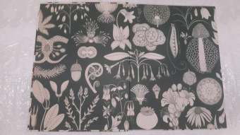 Кэти Уллис: Ботаникум