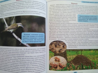 Людмила Соколова: Животный мир от А до Я