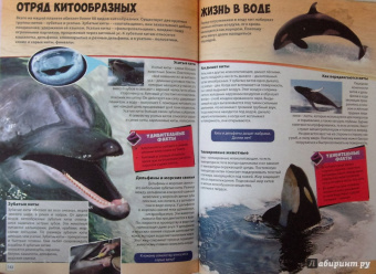 Большая книга животного мира
