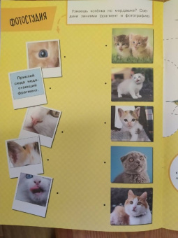 Зверята + наклейки. Котята