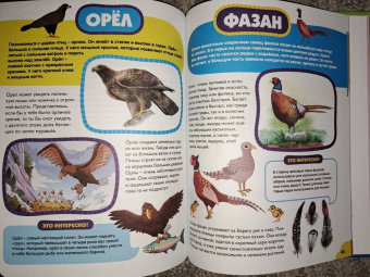 Анна Забирова: Птицы для самых маленьких