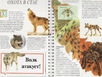 Джон Вудвард: Дискавери:  Акулы и другие хищники