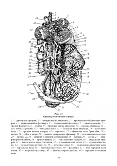 Федотов, Авдеенко, Лебедев: Ветеринарная гинекология