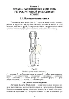 Дюльгер, Дюльгер, Седлецкая: Акушерство, гинекология и биотехника размножения кошек. Учебное пособие для вузов