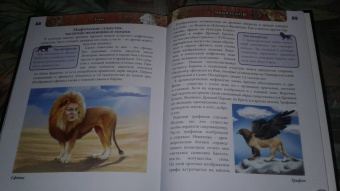 Владислав Щербак: Хочу знать. Львы