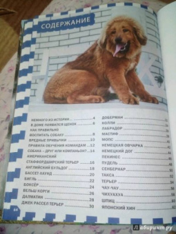 Собаки и щенки