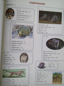 Людмила Соколова: Животный мир от А до Я