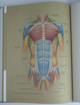 Роберто Ости: Основы анатомии человека. Наглядное руководство для художников