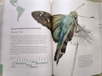 Бен Ротери: Загадочный мир бабочек