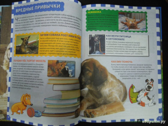 Собаки и щенки