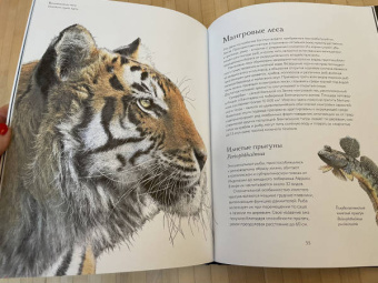 Бен Ротери: Океан и его обитатели