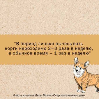Мила Вельш: Очаровательные корги. Походка, которая вдохновляет!