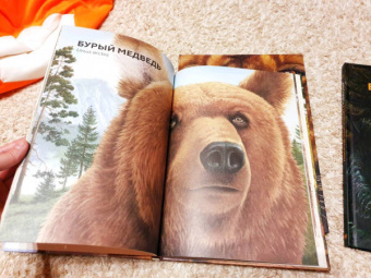 Хольгер Хааг: Лесные животные в натуральную величину