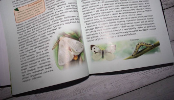 Людмила Соколова: Энциклопедия. Бабочки