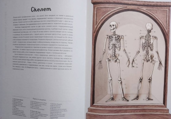 Дженнифер Пакстон: Анатомикум