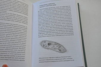 Мадлен Циге: В лесу никто не молчит. Как животные и растения общаются друг с другом